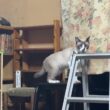 三毛猫ミックス「シャムのパンダ、大丈夫。運動神経、鈍過ぎよ」