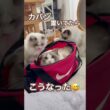 カバン置いてたらこうなってました😅💕 #ラグドール #cat #猫好きさんと繋がりたい #多頭飼い #ねこのいる暮らし