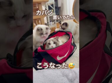 カバン置いてたらこうなってました😅💕 #ラグドール #cat #猫好きさんと繋がりたい #多頭飼い #ねこのいる暮らし