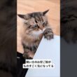 ねえ何食べてるの？！ #サイベリアン #cat #ヤマネコ