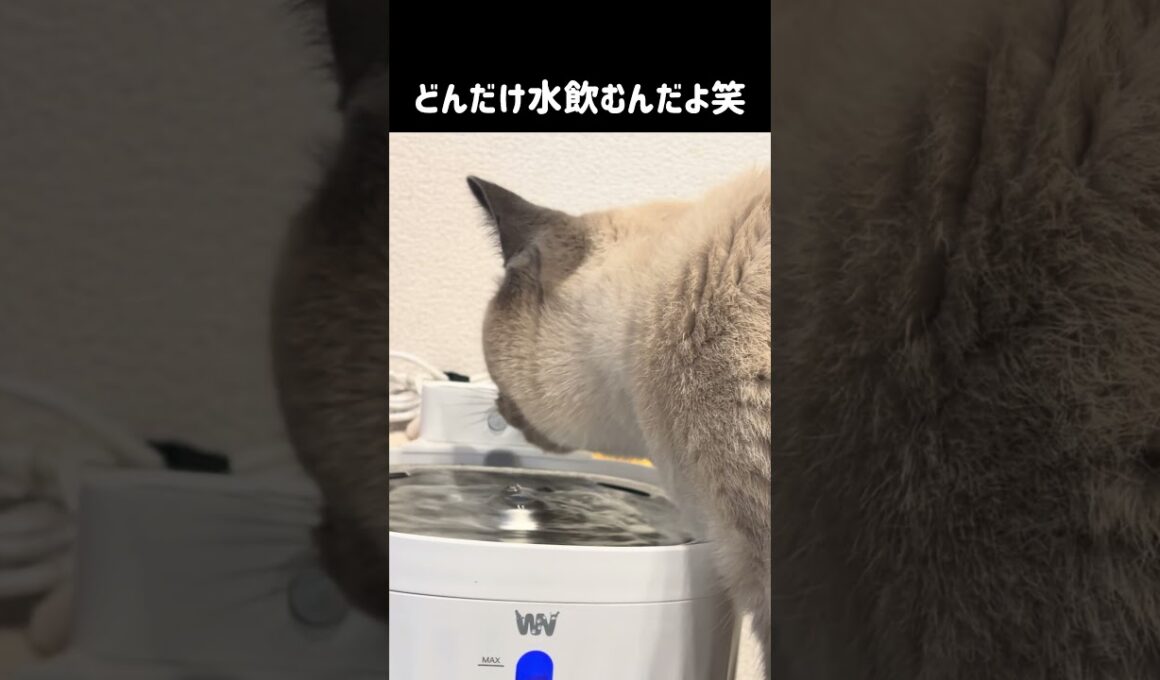 このシャム猫水飲み過ぎだろ #cat #猫