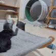 音あり■子猫室ライブ■子猫猫7匹■　20260813　12：05〜