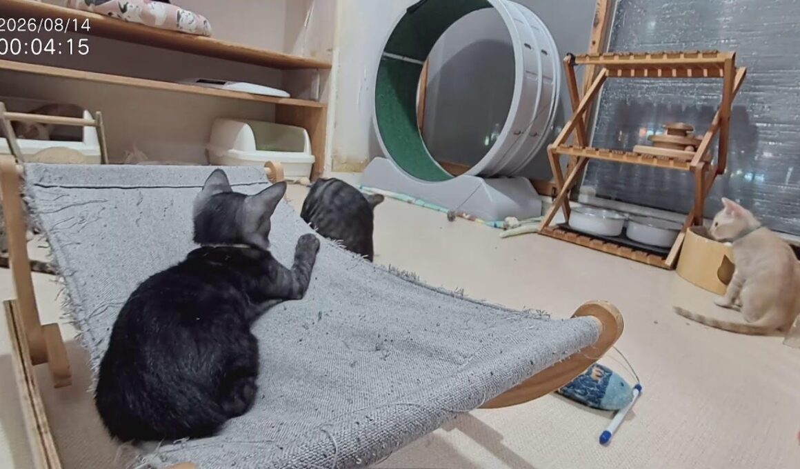 音あり■子猫室ライブ■子猫猫7匹■　20260813　12：05〜