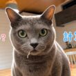 あざとさ満点♡ぽっちゃりロシアンブルー