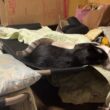 シャムのパンダ、すねる。黒猫くー、妹の雫ばかり可愛がって
