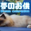 バーマン猫ガブ【夢のお供】Dream companion（バーマン猫）Birman/Cat