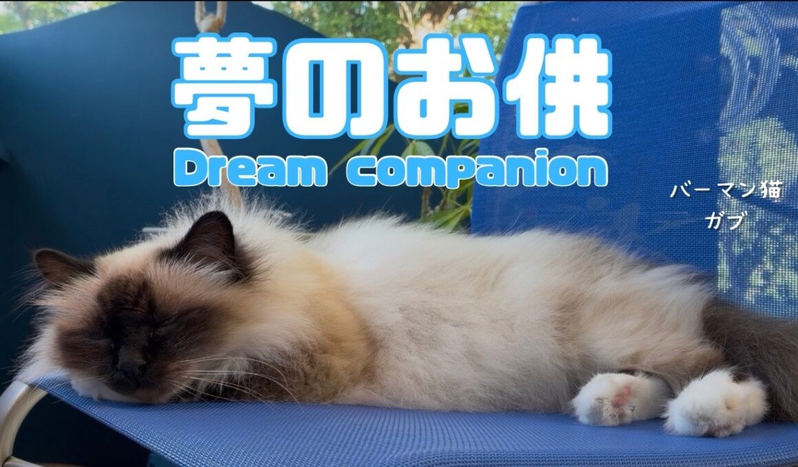 バーマン猫ガブ【夢のお供】Dream companion（バーマン猫）Birman/Cat