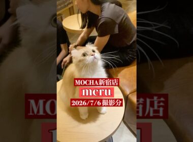 🐱meru🐱　(アメリカンカール♀)　猫カフェMOCHA新宿店　2026/7/6 撮影分　#日替わり猫カフェにゃんこ
