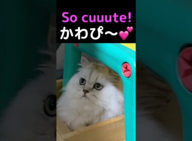 バレバレなのに可愛いすぎる🩷ペルシャ猫ひめちゃん#ペルシャ猫 #ひめちゃん #猫 #猫動画 #猫ショート #可愛い猫
