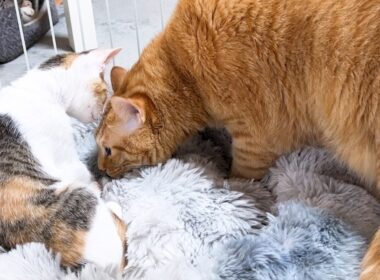 先輩猫たちが怖がり子猫にご挨拶！ドキドキする先輩猫と余裕の子猫が可愛すぎる