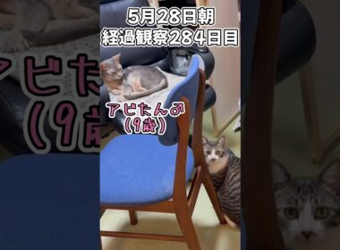 ハルのFIP闘病記 投薬治療終了! 経過観察284日目 #shorts #猫 #子猫