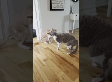 Cute Cornish Rex Cats Griswald and Mitch Fighting Over Nothing