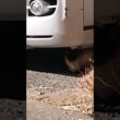 車の下にシャム猫っぽいの。【お外の動物その675】#shorts