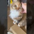 ジャイアン胡ヨ #cat #にゃんグラム #猫のいる暮らし #猫のいる生活 #ねこ #猫好きさんと繋がりたい #セルカークレックス #ねこのいる生活 #ブリティッシュショートヘア #メインクーン