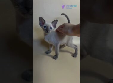 Meet Haze: Blue Siamese Oriental Shorthair Kitten 🐾 #OrientalShorthair #OrientalKitten #CatLover