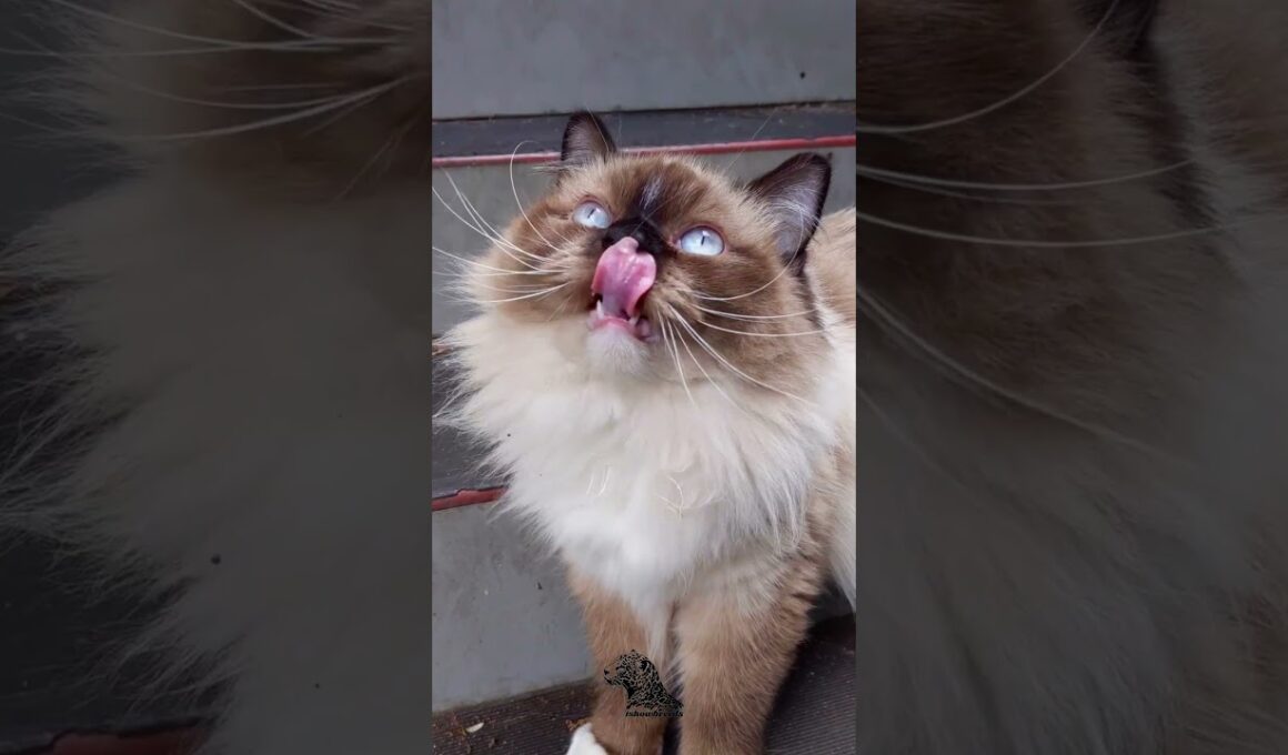 Himalayan Cat – The Blue-Eyed Royalty 👑🐱