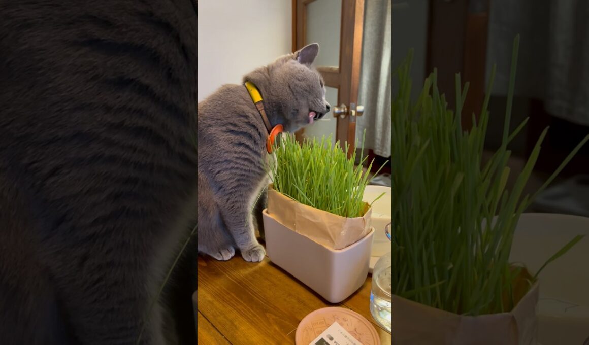旅もいいけど〜【シャルトリューつむやまのやっぱり家が好き日記】 #chartreux #ねこ #ねこのいる生活 #猫 #ネコ #猫のいる暮らし #シャルトリュー #cat #旅猫 #お盆 #猫草