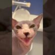 貴方は知らないスフィンクス猫チャイの職業#shorts#猫#cat #sphynx#猫のいる暮らし