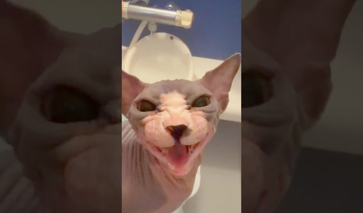 貴方は知らないスフィンクス猫チャイの職業#shorts#猫#cat #sphynx#猫のいる暮らし
