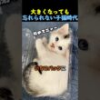 大きくなっても忘れられない子猫時代🐈 #猫 #動物 #cat #animals