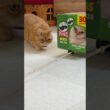 【みっちみち】箱乗りマンチカンきなこと見守るもなか🐱📦 Kinako & Monaka #shorts