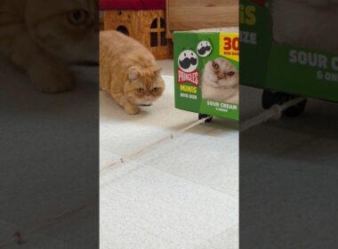 【みっちみち】箱乗りマンチカンきなこと見守るもなか🐱📦 Kinako & Monaka #shorts