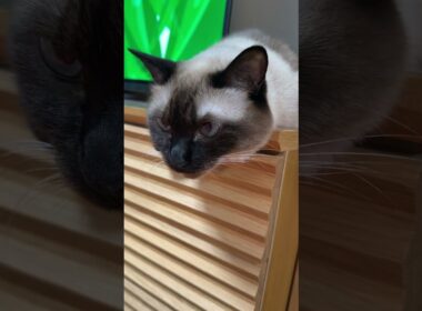 シャム猫のふくさん【たぬき猫】 #cat #しゃむねこ #猫のいる生活 暮らし #猫好きさんと繋がりたい #ねこ #cutecat #cat