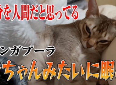 【シンガプーラ】自分を人間だと思ってる？赤ちゃんみたいに眠るシンガプーラのセラ