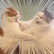 【問題】左の猫と右の猫、どっちがダメな猫でしょうか？