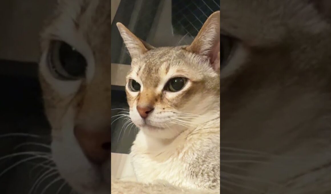 まったり大あくびをしているシンガプーラとたぬき猫なのにゃ♪ #cat #シンガプーラ #トンキニーズ#たぬき猫#singapura#tonkinese