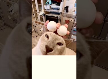 抱っこしてきた甘えん坊猫を見て、あることを思いついてしまいました🐭✨