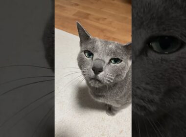 朝食が黒缶の口じゃなかったロシアンブルー