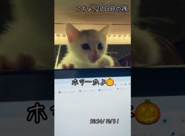 20日目の夜【川で助けた子猫】ホラーかよ！ハッピーハロウィン！　#保護猫 #子ネコ #cat  #こちょめ