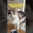 余命1ヶ月と言われた猫、1年後の今日も元気です🐈💕