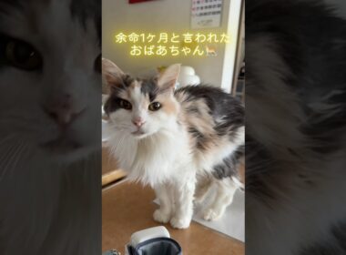 余命1ヶ月と言われた猫、1年後の今日も元気です🐈💕