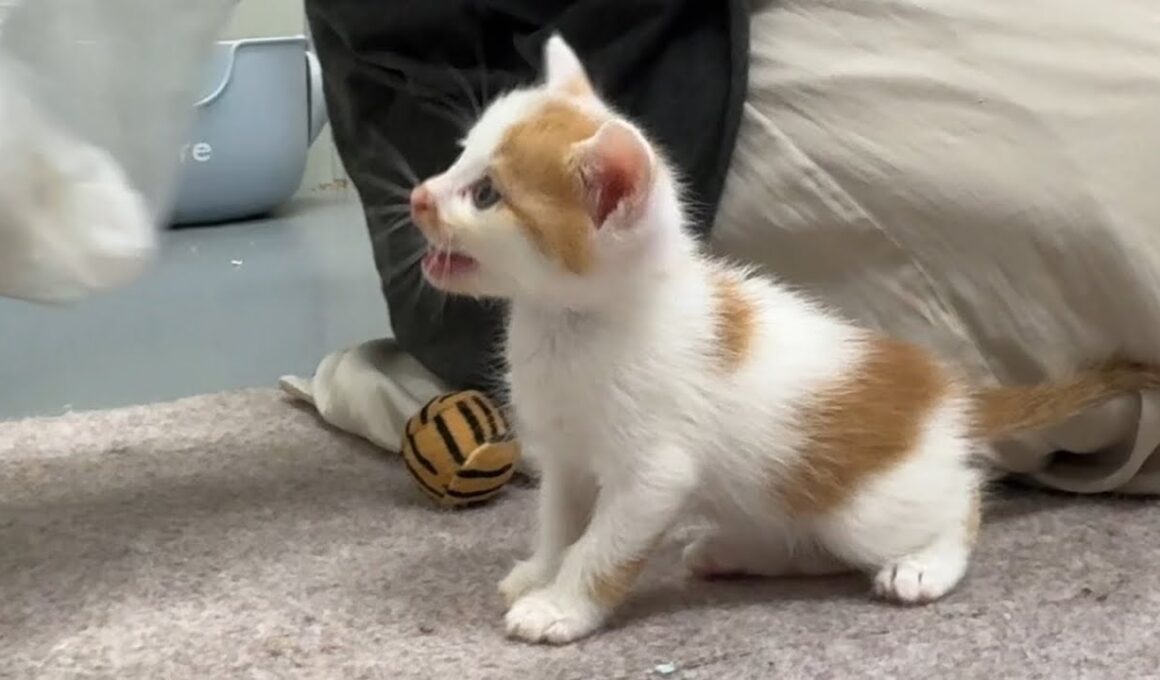 外は土砂降りでも掃除を手伝う子猫