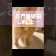 大嫌いな病院に連れていかれてあからさまに不機嫌な猫