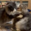 【ヤンチャ】お世話してくれるお兄ちゃんをやっつけちゃう末っ子wwwノルウェージャンフォレストキャットとターキッシュアンゴラ