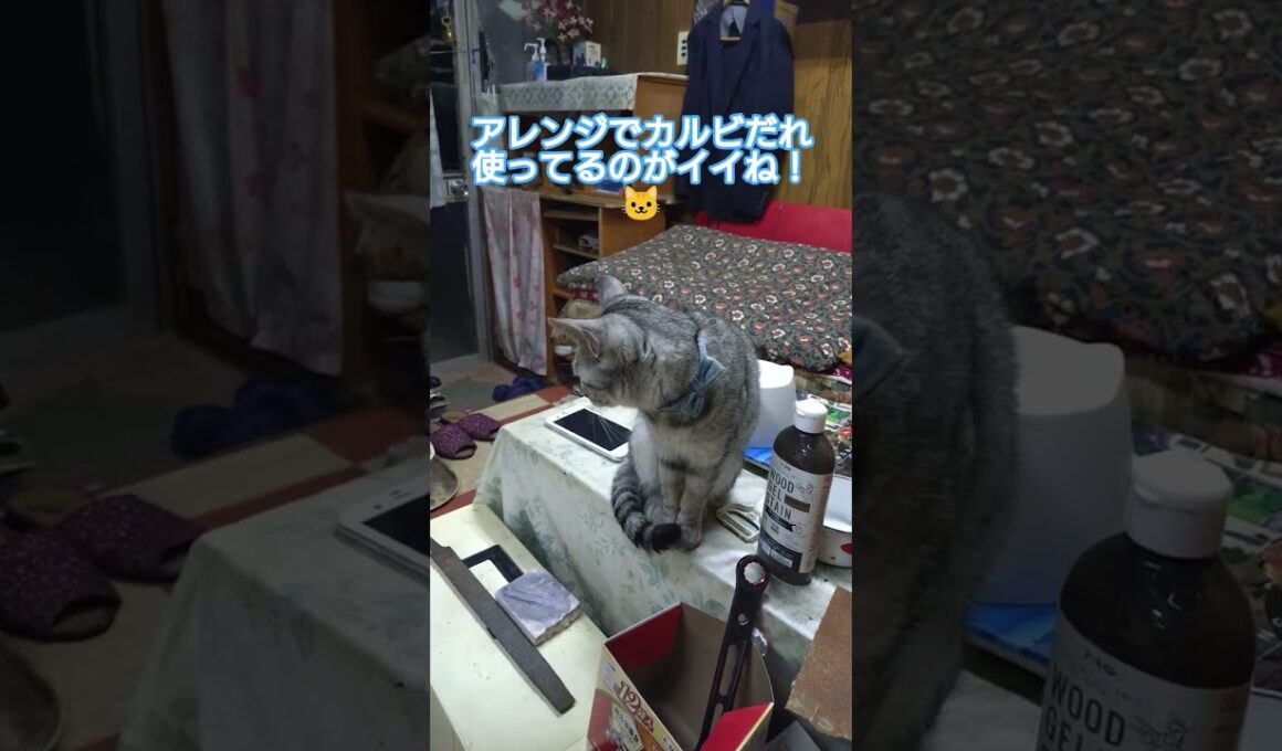 🎉志願兵🎉（チャンネル登録者様）３１０人突破記念動画🐈️　後編#shorts #スフィンクス猫 #猫 #ねこ #ネコ #吹雪 #つまみ食い