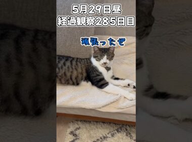 ハルのFIP闘病記 投薬治療終了! 経過観察285日目その2 #猫 #子猫 #シロキジ