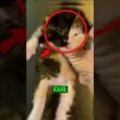 Top 5 Rarest Cats ‼️