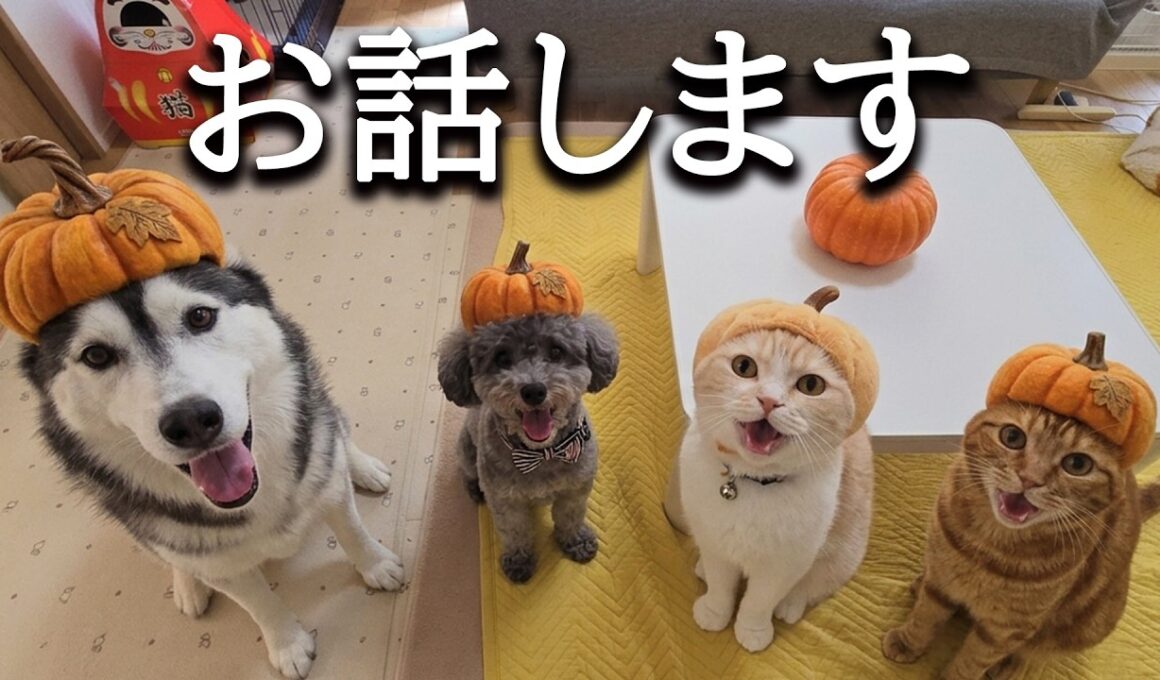 ついにこの時がやってきました...