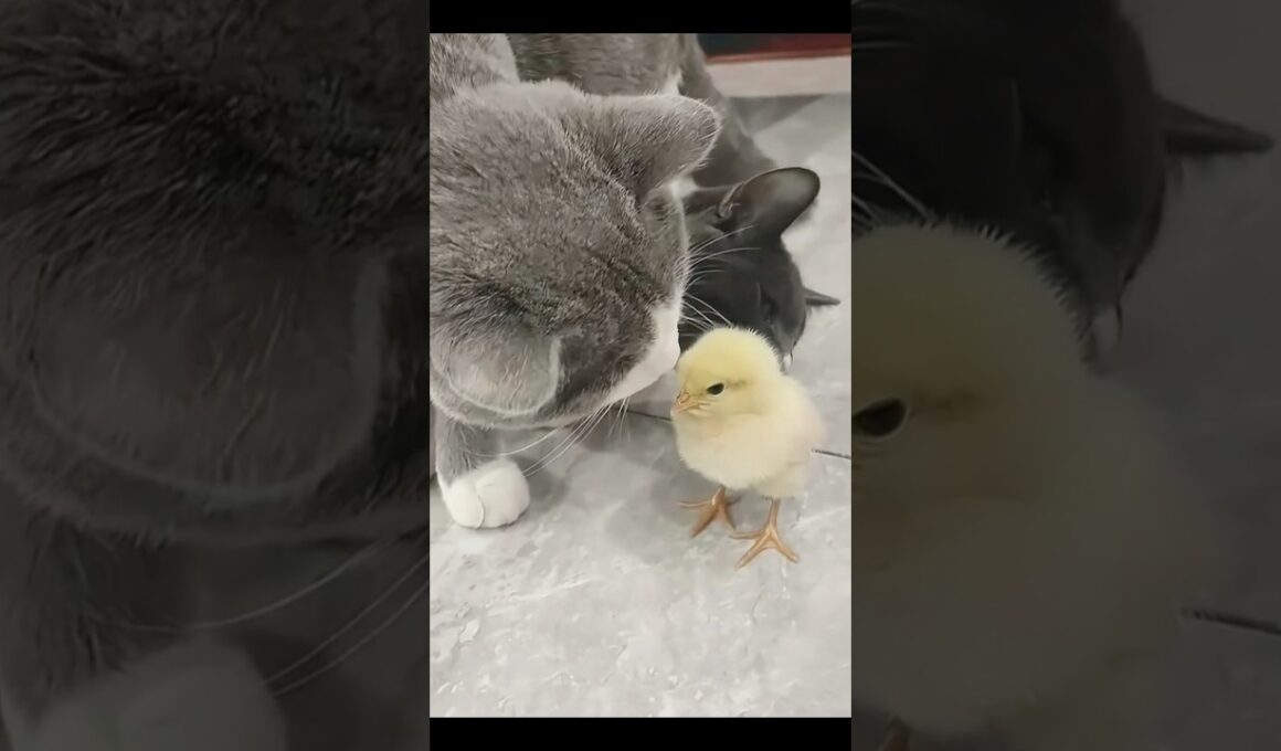 【感動】見知らぬ人に助けを求めついてきた野良子猫…ゴールデンレトリバーに「我が子」として育てられる🥺❤️
