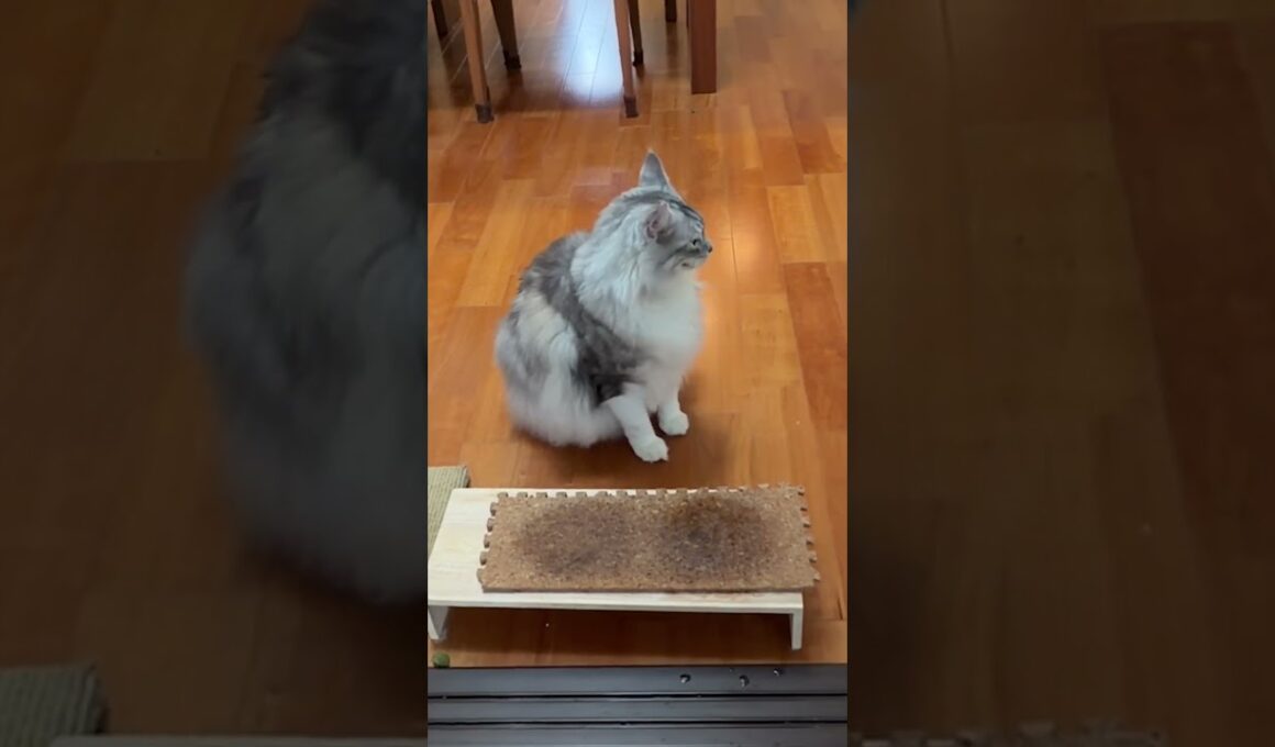 ごはんの催促をする大型猫の鳴き声#shorts
