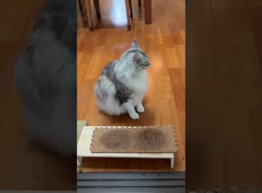 ごはんの催促をする大型猫の鳴き声#shorts