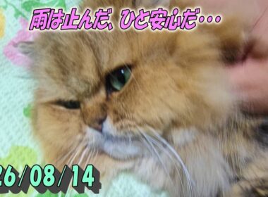 ひと安心するペルシャ猫のひとみ。大雨翌朝に晴れたバルコニーにて。Persian cat Hitomi's days　2026/08/14