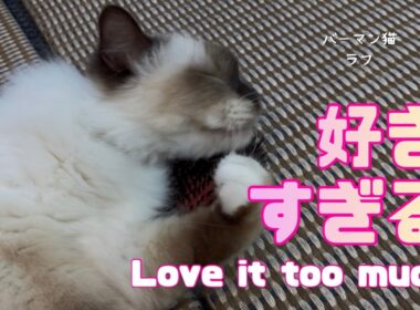 バーマン猫ラフ【好きすぎる】Love it too much（バーマン猫）Birman/Cat
