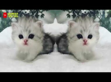 Pairing Video Cute Animals 2021 - Cute Cats - Cymric Cat | Pets Market