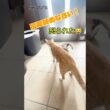 今朝も元気いっぱいの子猫達2016/8/15