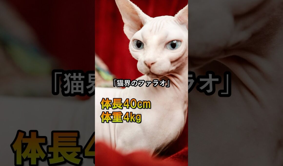 神猫が実は変態だった😱